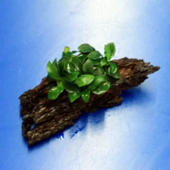 Anubias 'Petite' Oder 'Bonsai' Auf Einer Wurzel / Kleinstes Zwergspeerblatt 9 Anubias 'Petite' Oder 'Bonsai' Auf Einer Wurzel / Kleinstes Zwergspeerblatt -Hobby Verkäufe oW 285DE 1 6