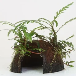 Coco Cave Mit Hygrophila Pinnatifida / Fiederspaltiger Wasserfreundauf Kokosnuss-Höhle