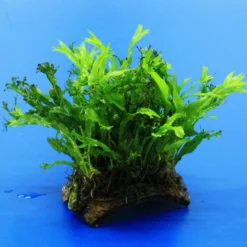 Mini Kokosnuss-Brücke Mit Javafarn WINDELOV / Microsorum Pteropus Windelov