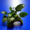 Zwergspeerblatt-Höhle / Coco Shell - Kokosnuss Mit Javamoos Und Anubias Bart. Var. Nana 2 Zwergspeerblatt-Höhle / Coco Shell - Kokosnuss Mit Javamoos Und Anubias Bart. Var. Nana -Hobby Verkäufe oW SP007BL 1 1