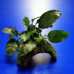 Zwergspeerblatt-Höhle / Coco Shell - Kokosnuss Mit Javamoos Und Anubias Bart. Var. Nana