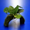 Zwergspeerblatt-Brücke Aus Kokosnuss Mit Javamoos Und Anubias Bart. Var. Nana -Hobby Verkäufe oW SP008BL 1 1