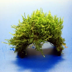 Moos-Brücke Aus Kokosnuss Mit Javamoos Bewachsen, Moos