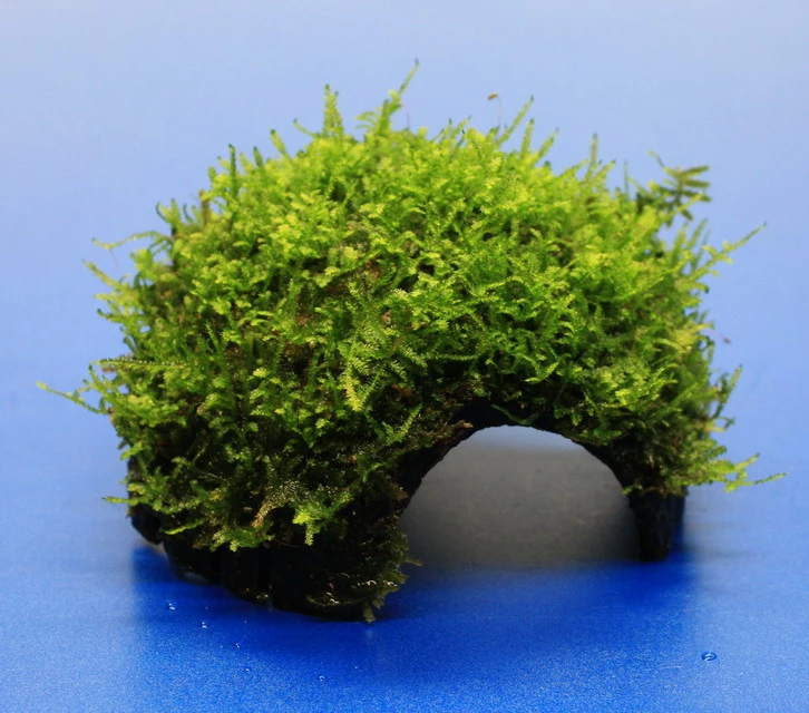 Moos-Höhle / Coco Shell - Kokosnuss Mit Javamoos Bewachsen, Moos 3 Moos-Höhle / Coco Shell - Kokosnuss Mit Javamoos Bewachsen, Moos