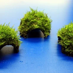 Moos-Höhle / Coco Shell - Kokosnuss Mit Javamoos Bewachsen, Moos 7 Moos-Höhle / Coco Shell - Kokosnuss Mit Javamoos Bewachsen, Moos -Hobby Verkäufe oW SP4BL 1 3