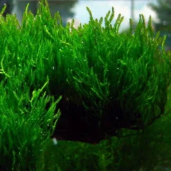 In-Vitro Flammenmoos / Taxiphyllum Spec. Flame, Moos